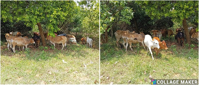 जशपुर पुलिस द्वारा पशु तस्करों के विरूद्ध लगातार की जा रही कार्यवाही, मनोरा चौकी पुलिस ने बीती रात्रि में 19 नग मवेशियों को तस्करी होने से बचाया, अज्ञात फरार तस्करों की पतासाजी जारी