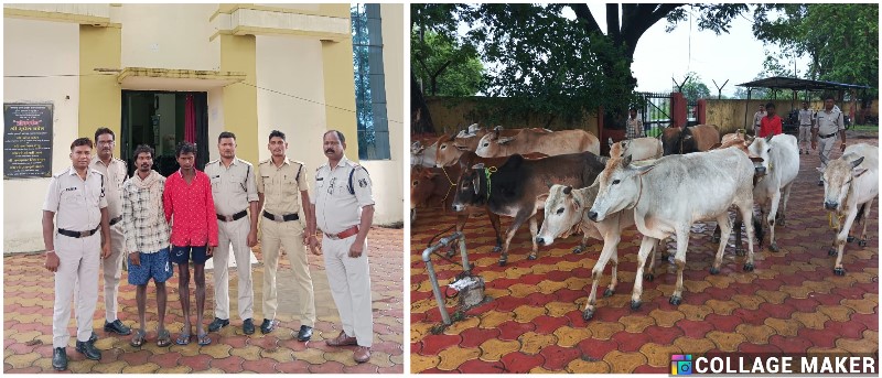 पशु तस्करों द्वारा झारखंड बूचड़खाना ले जाये जा रहे 23 रास मवेशी को एसपी जशपुर की विशेष टीम ने तस्करी होने से बचाया : 2 गिरफ्तार 1 फरार, पतासाजी जारी