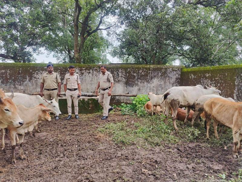 पशु तस्कर जंगल के रास्ते से 28 नग गौ वंश को ले जा रहे थे झारखंड बूचड़खाना : जशपुर पुलिस ने तस्करी होने से रोका, फरार आरोपियों की हो रही सघन जांच, अपराध पंजीबद्ध