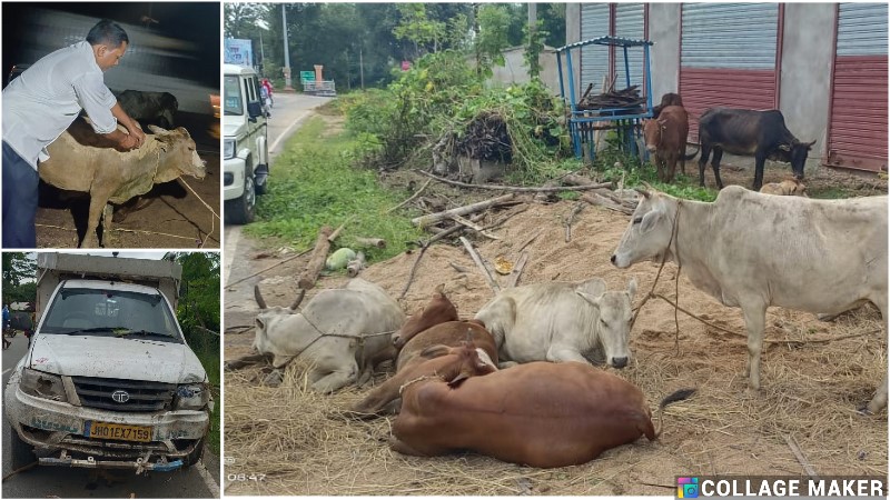 जशपुर : पशु तस्करों की क्रूरता बेनकाब, जागरूक नागरिकों की मदद से 11 गायें तस्करी से बची, हाईस्पीड चेज़ के बाद पुलिस ने पकड़ा, तस्कर वहाँ छोड़कर हुए फरार