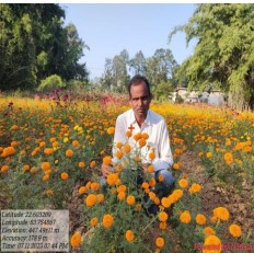 मुख्यमंत्री के आह्वान पर जशपुर के किसान लक्ष्मण ने बदली किस्मत, उद्यान विभाग की मदद से गेंदा की खेती कर कमाए लाखों