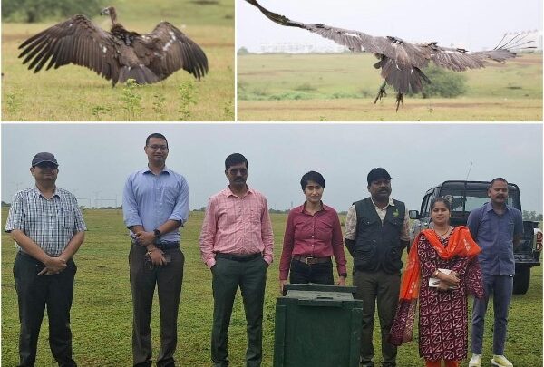 बागबाहरा जंगल से रेस्क्यू कर सफेद पूंछ वाले बीमार गिद्ध की बचाई गई जान, नंदनवन जंगल सफारी में 1 माह तक चला इलाज