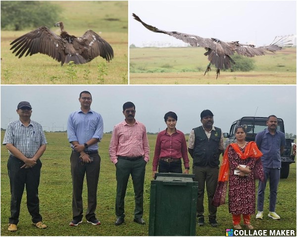 बागबाहरा जंगल से रेस्क्यू कर सफेद पूंछ वाले बीमार गिद्ध की बचाई गई जान, नंदनवन जंगल सफारी में 1 माह तक चला इलाज