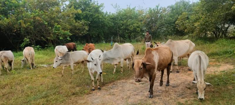 गौ तस्करी का प्रयास नाकाम: जशपुर पुलिस ने 13 गौवंश जब्त किए, तस्कर फरार, पुलिस तलाश में जुटी