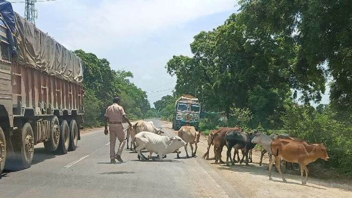 अपने मवेशियों को लावारिस सड़क मार्ग में छोड़ देने वाले मवेशी मालिकों के ऊपर जिला बलौदाबाजार-भाटापारा पुलिस द्वारा की गई कार्यवाही : 35 प्रकरण में 37 मवेशी मलिकों के विरुद्ध की गई है कार्यवाही.