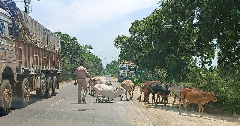 अपने मवेशियों को लावारिस सड़क मार्ग में छोड़ देने वाले मवेशी मालिकों के ऊपर जिला बलौदाबाजार-भाटापारा पुलिस द्वारा की गई कार्यवाही : 35 प्रकरण में 37 मवेशी मलिकों के विरुद्ध की गई है कार्यवाही.