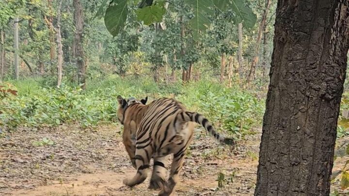 तमोर पिंगला टायगर रिजर्व में गूंजेगी रेस्क्यू किए गए बाघ की दहाड़ : बारनवापारा वनक्षेत्र से रेस्क्यू बाघ को आज वन विभाग ने तमोर पिंगला टायगर रिजर्व में छोड़ा