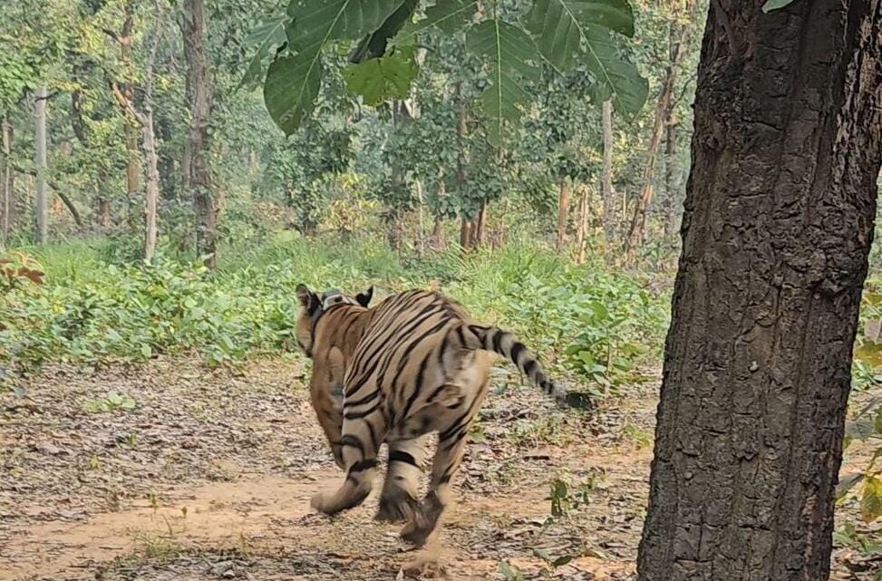 तमोर पिंगला टायगर रिजर्व में गूंजेगी रेस्क्यू किए गए बाघ की दहाड़ : बारनवापारा वनक्षेत्र से रेस्क्यू बाघ को आज वन विभाग ने तमोर पिंगला टायगर रिजर्व में छोड़ा