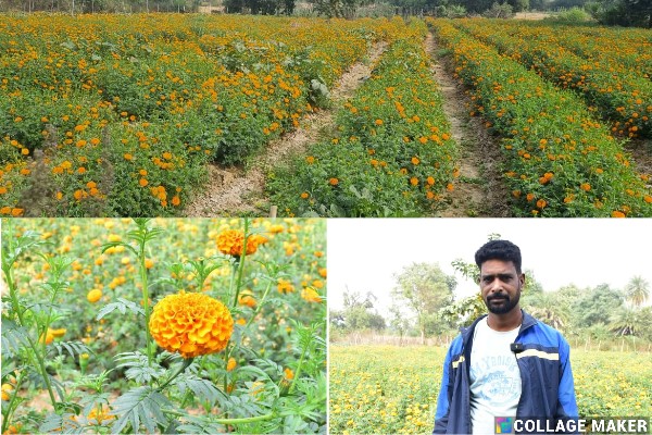 ड्रिप सिंचाई से गेंदे की खेती : किसान करुणा सागर का सफल प्रयोग, पारंपरिक खेती छोड़कर गेंदे की खेती ने दिया करुणा सागर को मुनाफा