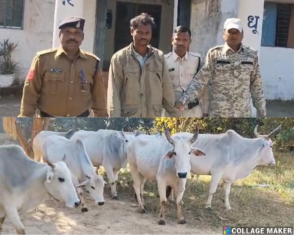 जशपुर पुलिस का ‘मिशन गौ-रक्षा’: तस्करों के चंगुल से 10 बेजुबान मुक्त, रात के अंधेरे में धर दबोचा एक आरोपी, पशु तस्करी का काला कारोबार हुआ बेनकाब!