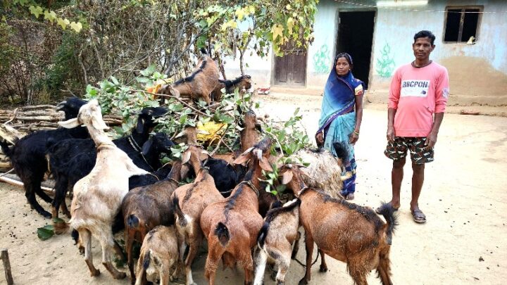 मुख्यमंत्री साय की पहल का क्या असर हुआ?  कैसे एक जशपुर की ग्रामीण महिला बनीं सफल उद्यमी? जानिए सबिता दीदी की कहानी…