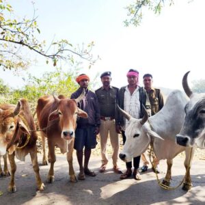 गौ तस्करों पर जशपुर पुलिस की सख्त कार्यवाही, ‘ऑपरेशन शंखनाद’ के तहत 4 गौवंश मुक्त, 2 गिरफ्तार!