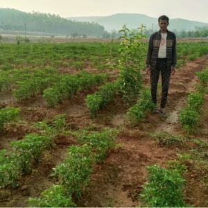 उन्नत कृषि तकनीक ने बढ़ाई आमदनी : मिर्च और नाशपाती की खेती से किसान बना उदाहरण, एक एकड़ में 15 क्विंटल उत्पादन, मिर्च बेचकर 1.35 लाख की कमाई — जानिए कैसे !