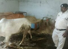 ऑपरेशन शंखनाद का बड़ा एक्शन : गौ तस्करों की बर्बरता का खुलासा, बेरहमी से पीटे जा रहे थे गौवंश, जशपुर पुलिस ने बचाई मासूम जानवरों की जिंदगी, आरोपी जंगल में भागे, की जा रही पतासाजी.