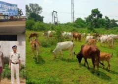 गौ तस्करों पर जशपुर पुलिस का बड़ा वार : ऑपरेशन शंखनाद से जंगल में मची खलबली, 58 वर्षीय एक तस्कर गिरफ्तार, छः और तस्करों की पहचान, 1200 से अधिक गौवंश अब तक छुड़ाए जा चुके, आरोपी भेजा गया जेल.