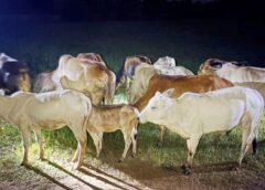 गौ तस्करी पर जशपुर पुलिस का कड़ा प्रहार : ऑपरेशन शंखनाद से मचा हड़कंप, जशपुर में आधी रात पुलिस की दबिश,13 गौवंश तस्करों से छुड़ाए, तस्कर जंगल में फरार.