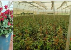 छत्तीसगढ़ के खेतों में धान के साथ खिल रही खुशबू: 12 हजार हेक्टेयर में पुष्प खेती, दो साल में 3405 हेक्टेयर रकबा बढ़ा, किसानों की आय में आया बड़ा बदलाव