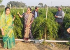ड्रिप तकनीक से बदली खेती की तस्वीर: धान–मिर्ची की फसल से किसान मुकेश चौधरी को सालाना लाखों की आमदनी