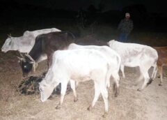 ऑपरेशन शंखनाद का असर : मनोरा क्षेत्र में गौ-तस्करों पर पुलिस की बड़ी कार्रवाई, सुबह-सुबह जंगल में मची अफरा-तफरी ! पुलिस देखते ही छः गौ-वंश छोड़ भागे गौ-तस्कर, गौ-वंश सुरक्षित.