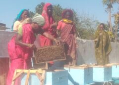 जशपुर की महिलाओं ने लिखी आत्मनिर्भरता की नई कहानी: मधुमक्खी पालन से हर महीने मीठी आमदनी, स्व सहायता समूह बना मिसाल