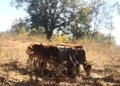 ऑपरेशन शंखनाद से तस्करों में मचा हड़कंप : जंगल में चल रहा था गौ-तस्करी का खेल ! पुलिस की घेराबंदी देख तस्कर फरार, झारखंड ले जाए जा रहे थे 7 गौ-वंश कराए गए मुक्त.