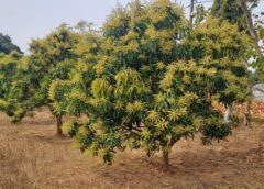 जशपुर में आम की बागवानी पर मैंगो हॉपर का गंभीर हमला: फूल और मंजरियों का रस चूसकर घटा रहा उत्पादन, किसान जागरूक होकर तुरंत अपनाएं जैविक और रासायनिक नियंत्रण उपाय
