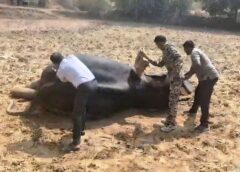 जशपुर में घायल हाथी का वन विभाग ने कराया त्वरित उपचार: पैर की कमजोरी से अटका हाथी अब सुरक्षित, धरमजयगढ़ वनमण्डल की ओर लौटा