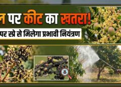 आम की फसल पर मैंगो हॉपर का खतरा: मंजरियों को चूसकर घटा रहा उत्पादन, उद्यान विभाग ने जारी किए बचाव और नियंत्रण के जरूरी उपाय