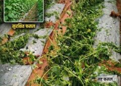 किसानों के लिए अलर्ट! प्रधानमंत्री फसल बीमा योजना में सिर्फ बेसिक बीमा से नहीं चलेगा काम, ऐड-ऑन कवर बना जिंदगी की सुरक्षा कवच