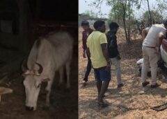 ऑपरेशन शंखनाद : तस्करों की चाल फेल ! पुलिस को देख स्कॉर्पियो छोड़ भागे आरोपी, फर्जी नंबर प्लेट का खेल उजागर, तस्करों की टूटी कमर, गौ-वंश बरामद.