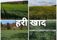 रासायनिक खाद का बेहतर विकल्प—हरी खाद से बढ़ेगी मिट्टी की उर्वरता, 600 हेक्टेयर में प्रदर्शन से किसानों को मिलेगा बड़ा फायदा