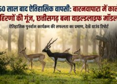 विलुप्ति से वैभव तक: वैज्ञानिक रणनीति, जनभागीदारी और सख्त संरक्षण ने रचा इतिहास—बारनवापारा में 200 के करीब पहुंचे काले हिरण, देशभर के लिए मिसाल