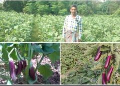 ड्रिप सिंचाई और आधुनिक तकनीक ने बदली किसान की किस्मत, ग्राफ्टेड बैंगन से प्रति एकड़ 155 क्विंटल उत्पादन कर लाखों कमा रहे नवीन साव