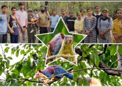 छत्तीसगढ़ के बारनवापारा जंगल में दिखी दुर्लभ विशाल भारतीय गिलहरी, वन मंत्री केदार कश्यप ने कहा — यह स्वस्थ वन पारिस्थितिकी और सफल संरक्षण प्रयासों का बड़ा प्रमाण