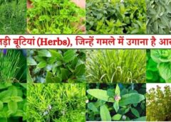 वनांचल से विश्व मंच तक ‘छत्तीसगढ़ हर्बल्स’ का परचम: गिलोय-अश्वगंधा जैसे औषधीय खजाने से महिलाएं बन रहीं लखपति, सरकार की नई कार्ययोजना से आर्थिक सशक्तिकरण को मिली ऐतिहासिक रफ्तार