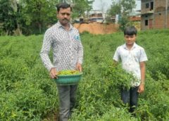 बिना यूरिया-डीएपी के कमाल : डोलनारायण की जैविक मिर्च खेती ने बदली किस्मत, सिर्फ 75 डिसमिल जमीन से 15 दिनों में कमाए 75 हजार रुपये