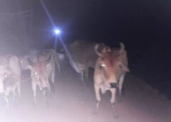 ऑपरेशन शंखनाद : अंधेरे में गौ-तस्करी का खेल ! पुलिस पहुंची तो गौ-वंश छोड़ जंगल में भागे तस्कर, सुबह 4:30 बजे जंगल में मचा हड़कंप, पुलिस ने घेराबंदी कर बचाए सात गौ-वंश, आरोपी तस्कर फरार, पतासाजी जारी.