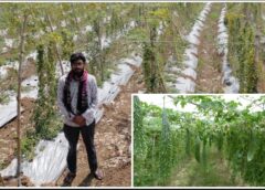 धान छोड़ करेले की खेती ने बदली किस्मत: महासमुंद के किसान दीपक ने आधुनिक तकनीकों के दम पर कमाए 2.95 लाख रुपये, आय में हुआ सात गुना से अधिक इजाफा
