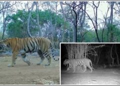उदंती-सीतानदी में बाघिन की दस्तक से गूंजा जंगल, टाइगर रिजर्व के सुनहरे भविष्य की जगी उम्मीद