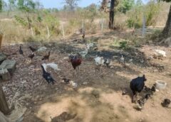 किसान क्रेडिट कार्ड से बदली किस्मत: मुर्गी पालन बना आत्मनिर्भरता की उड़ान, सदाशिव कड़गुड़ को हर साल 80 हजार की आय