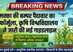 बम्पर मक्का उत्पादन का सीक्रेट आया सामने! सही दूरी, संतुलित खाद और वैज्ञानिक बोनी से भरेंगे किसानों के खलिहान