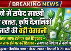 गन्ना किसानों के लिए बड़ा अलर्ट! सफेद मक्खी मिनटों में घटा सकती है पैदावार और शर्करा, कृषि वैज्ञानिकों ने बताया बचाव का असरदार तरीका