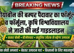 सोयाबीन किसानों के लिए अलर्ट! बोनी में की ये छोटी गलती तो घट सकती है पैदावार, कृषि विश्वविद्यालय ने जारी की वैज्ञानिक गाइडलाइन