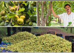 छत्तीसगढ़ का ‘शिमला’ बना किसानों की समृद्धि का नया मॉडल! मैनपाट की नाशपाती से लाखों की आय, एग्री-टूरिज्म ने खोले कमाई के नए द्वार