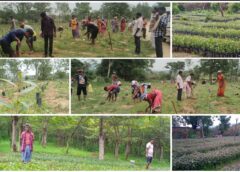 जशपुर में 2.72 लाख पौधों का महाअभियान, साजा-अर्जुना से बढ़ेगी हरियाली और कोसा उत्पादन; हजारों ग्रामीणों को मिलेगा रोजगार