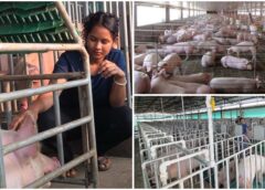 नौकरी नहीं, स्वरोजगार चुना और बन गईं प्रेरणा: बस्तर की ग्रेसी ने 400 से अधिक सूकरों के आधुनिक फार्म से लिखी आत्मनिर्भरता की नई कहानी