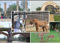 छत्तीसगढ़ का सबसे रोमांचक वन्यजीव पर्यटन केंद्र बना नंदनवन जंगल सफारी, 320 हेक्टेयर में प्रकृति, रोमांच और वन्यजीव संरक्षण का अनूठा संगम, हर साल लाखों पर्यटकों की पहली पसंद