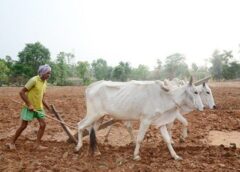मुख्यमंत्री विष्णु देव साय के निर्देश पर खेती को मिली रफ्तार, 4.77 लाख हेक्टेयर में बोनी पूरी; खाद-बीज वितरण तेज