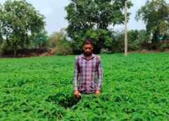 प्राकृतिक खेती की ओर बढ़ते कदम, हरी खाद से आत्मनिर्भर बन रहे किसान; जैविक कृषि का प्रेरक मॉडल बना महासमुंद