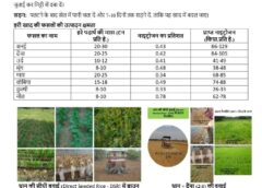 लगातार बारिश के बीच किसानों के लिए बड़ी सलाह: अधिक जलभराव की स्थिति में लेही पद्धति से करें धान की बुआई, उत्पादन रहेगा सुरक्षित